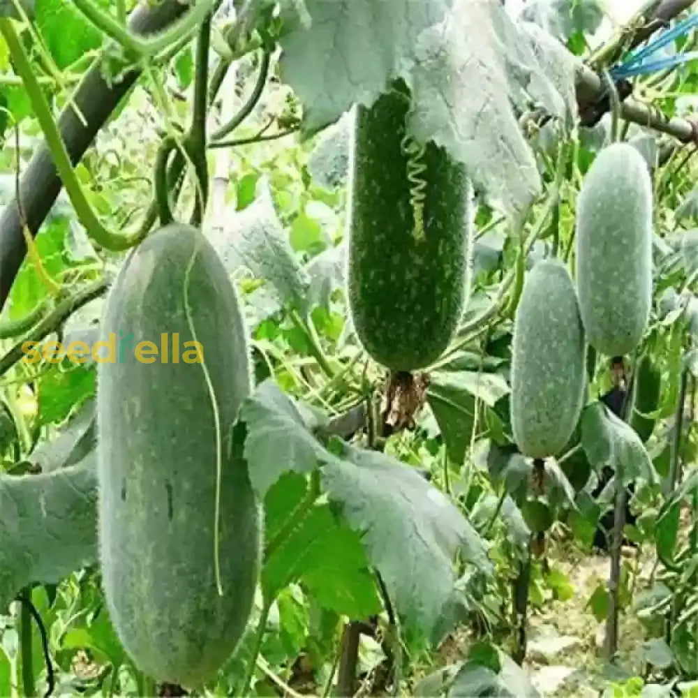 White wax gourd hanging on a vine