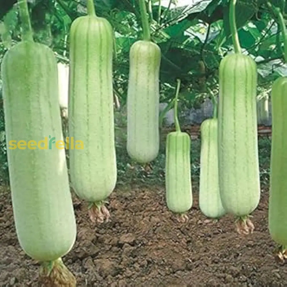 White Green Luffa Vegetable Seeds For Easy Planting Seeds