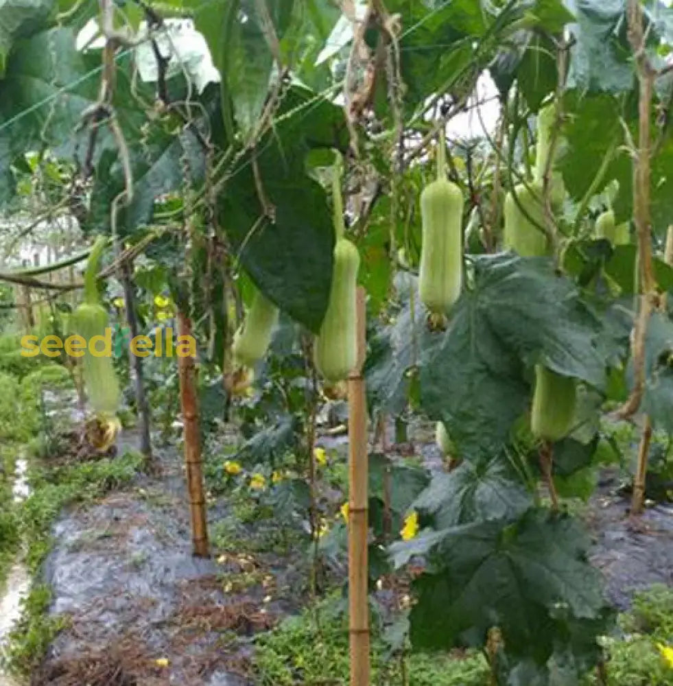 White Green Luffa Vegetable Seeds For Easy Planting Seeds