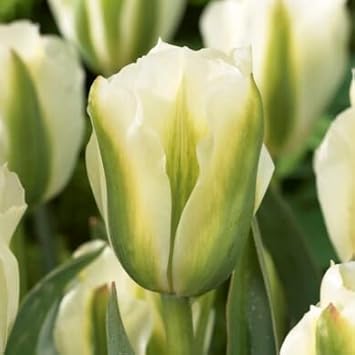 White & Green Tulip Flower Seeds for Planting