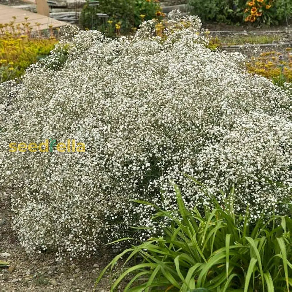 White Gypsophila Repens Plant Seeds For Vibrant Garden Displays Flower