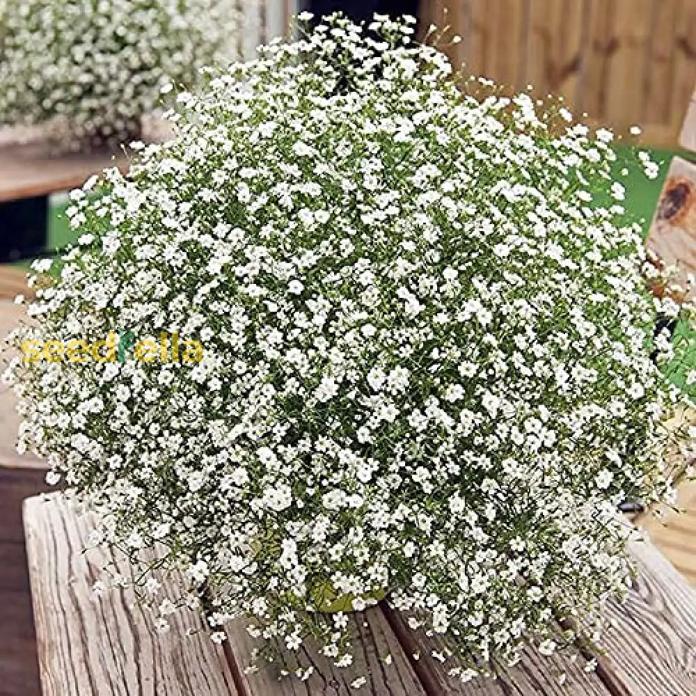 White Gypsophila Repens Plant Seeds For Vibrant Garden Displays Flower