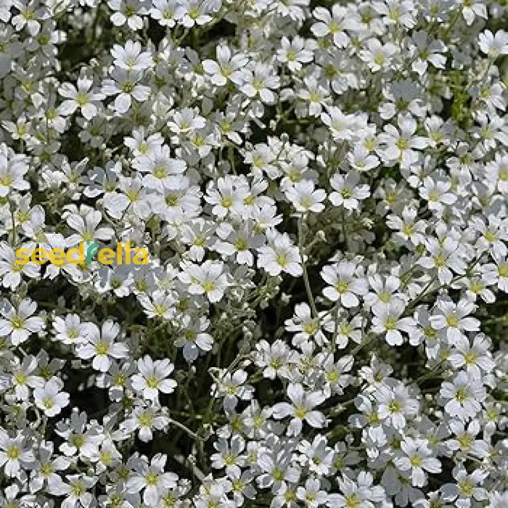 White Gypsophila Seeds For Planting  Seed Creating Elegant Florals In Your Garden Flower