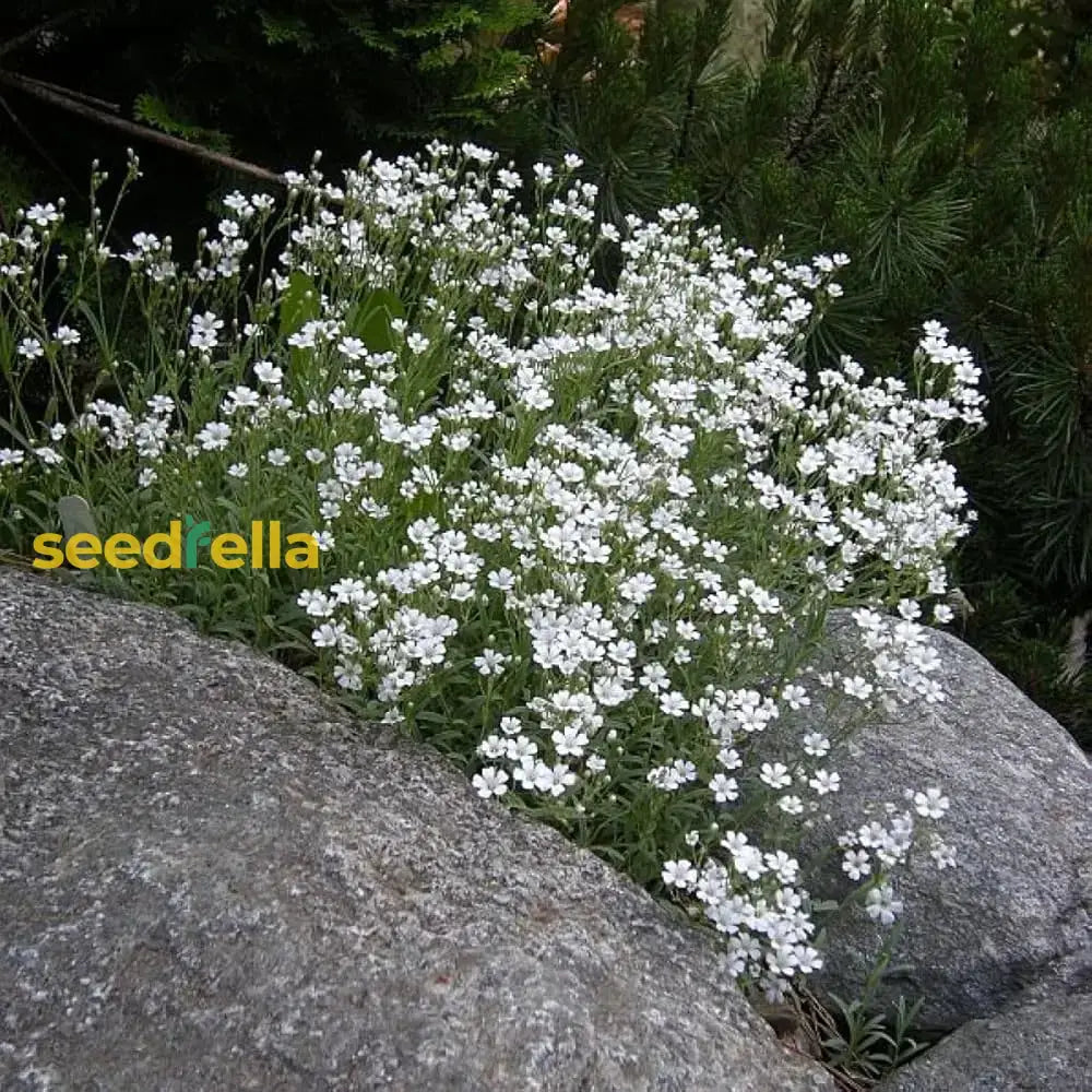 White Gypsophila Seeds For Planting  Seed Creating Elegant Florals In Your Garden Flower