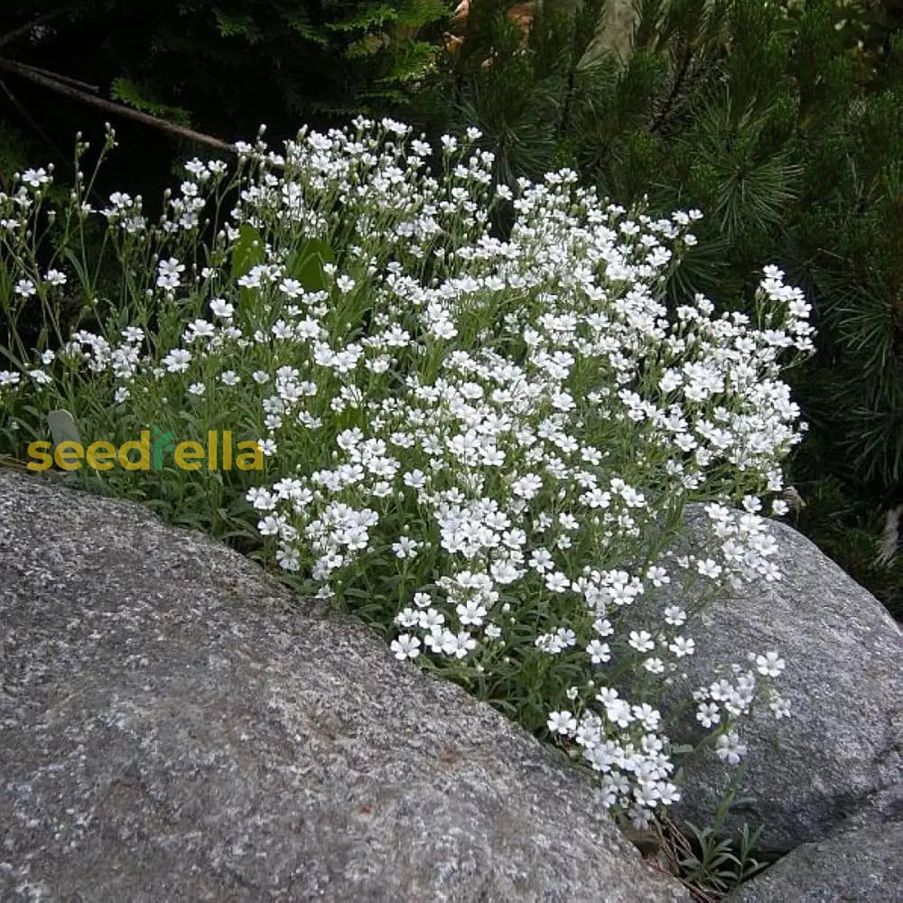 White Gypsophila Seeds For Planting  Seed Creating Elegant Florals In Your Garden Flower