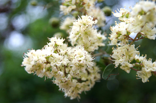 White Henna Tree seeds Lawsonia inermis var. Alba producing fragrant blooms