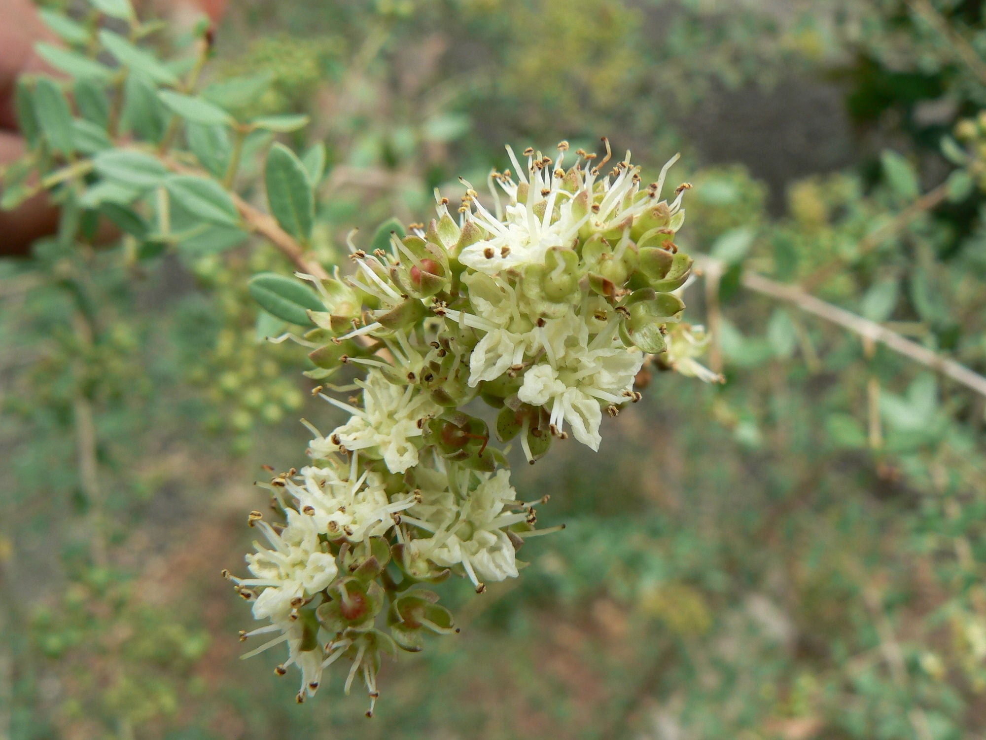 Tropical White Henna shrub grown from seeds in a warm climate garden