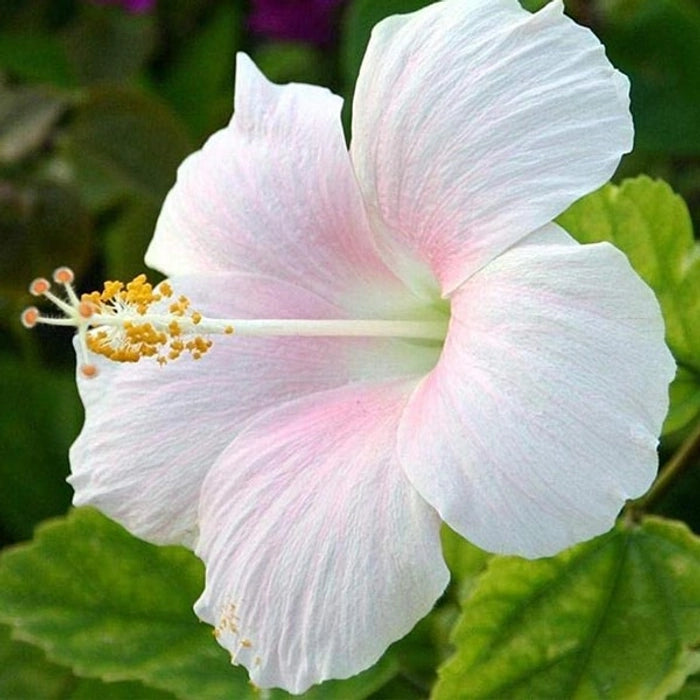 White Hibiscus Flower Seeds for Planting