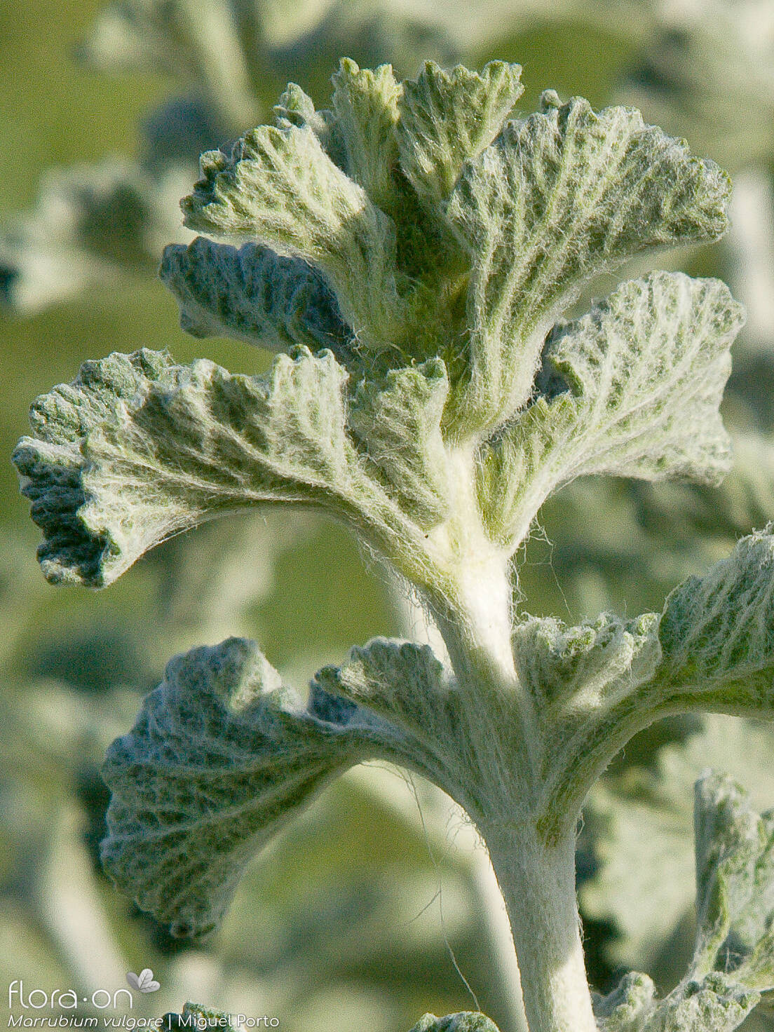 Close up of white Horehound flowers on branching stems