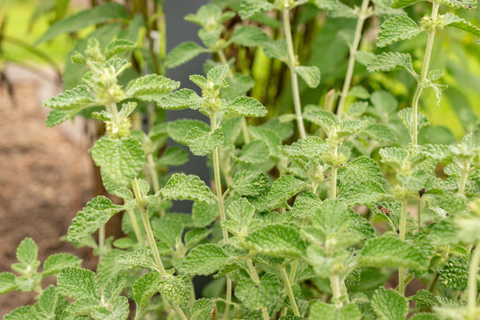 White Horehound plant with soft gray green leaves