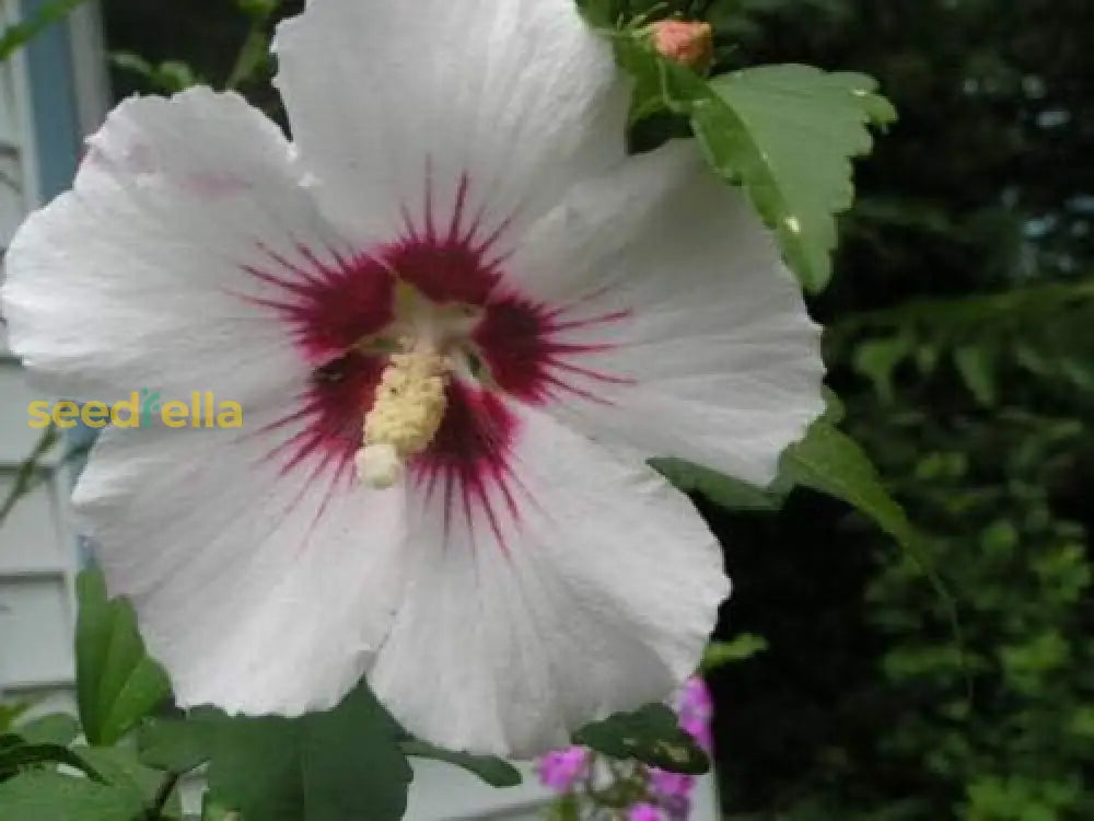 White & Hot Pink Rose Of Sharon Hibiscus Syriacus Flower Tree Bush Jocad Best Selling