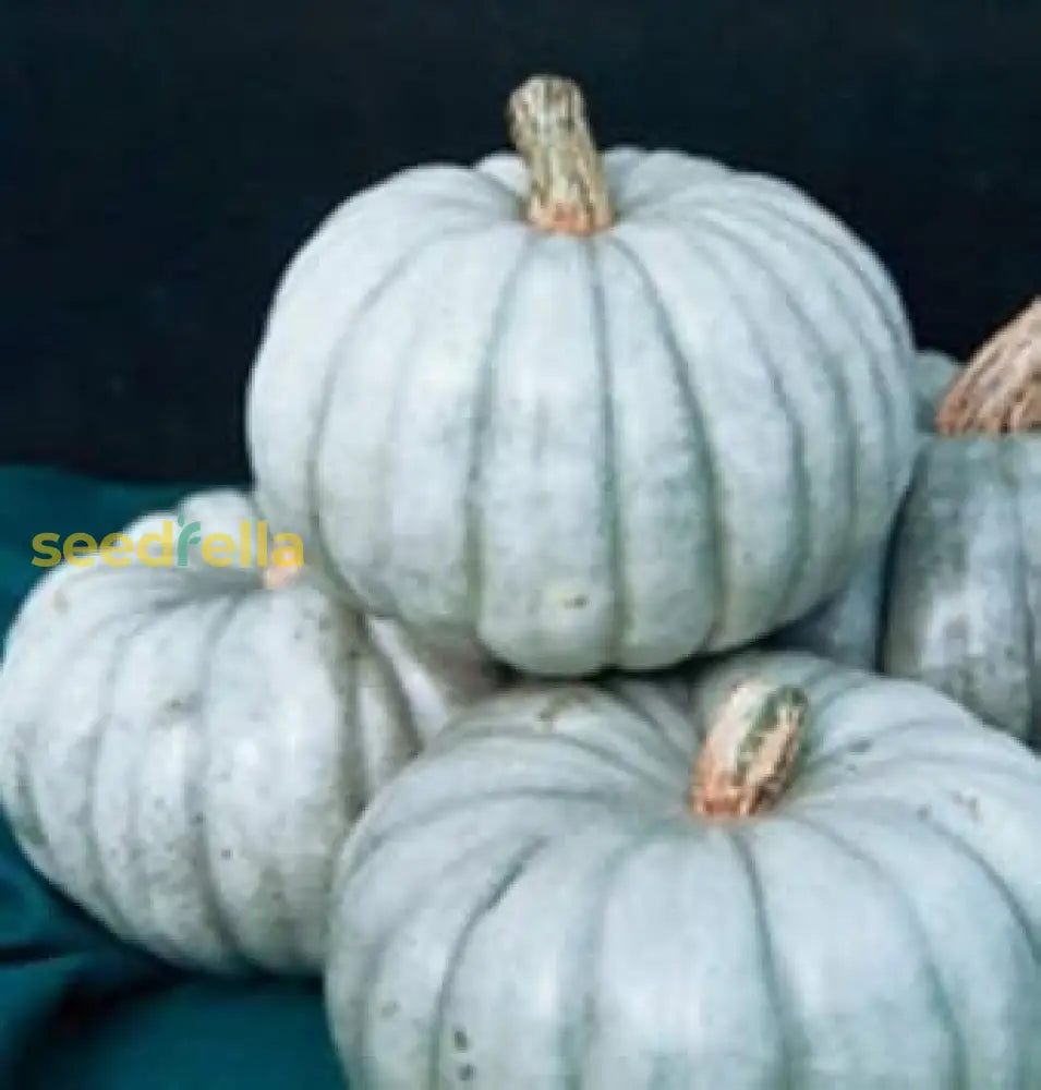 White Jarrahdale Pumpkin Planting Seeds For Home Gardens Vegetable Seeds