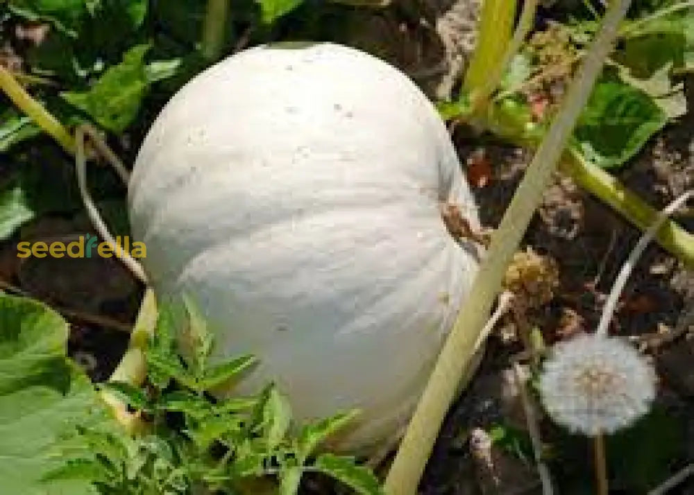 White Jarrahdale Pumpkin Planting Seeds For Home Gardens Vegetable Seeds