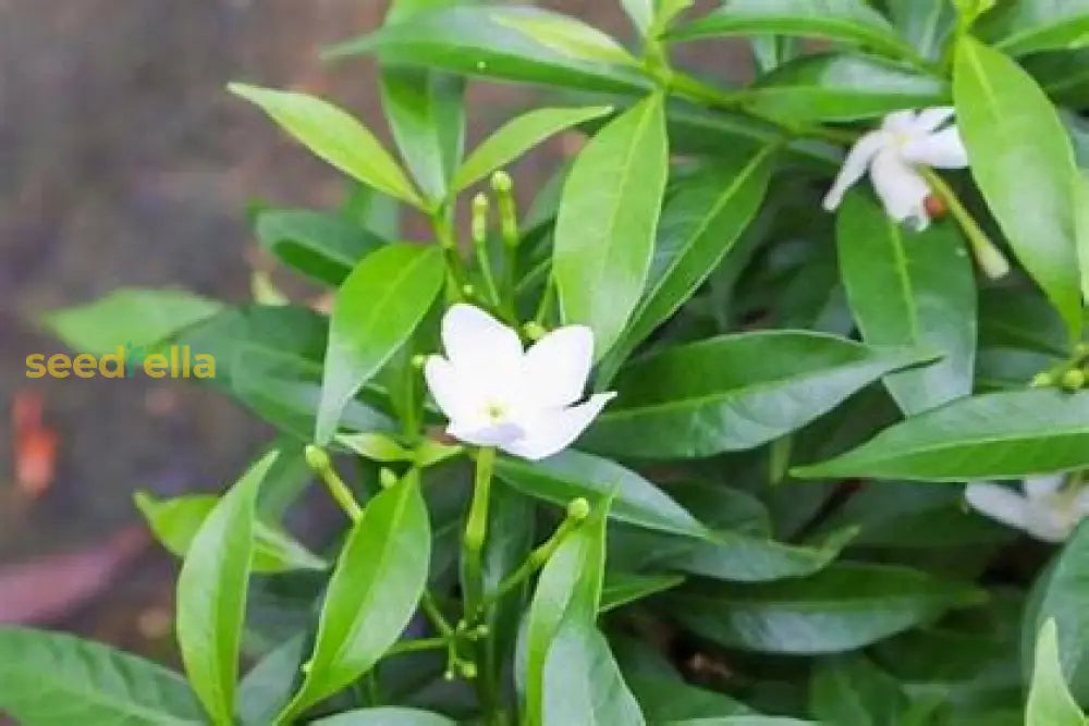 White Jasminoides Flower Seeds For Planting Plant Seeds