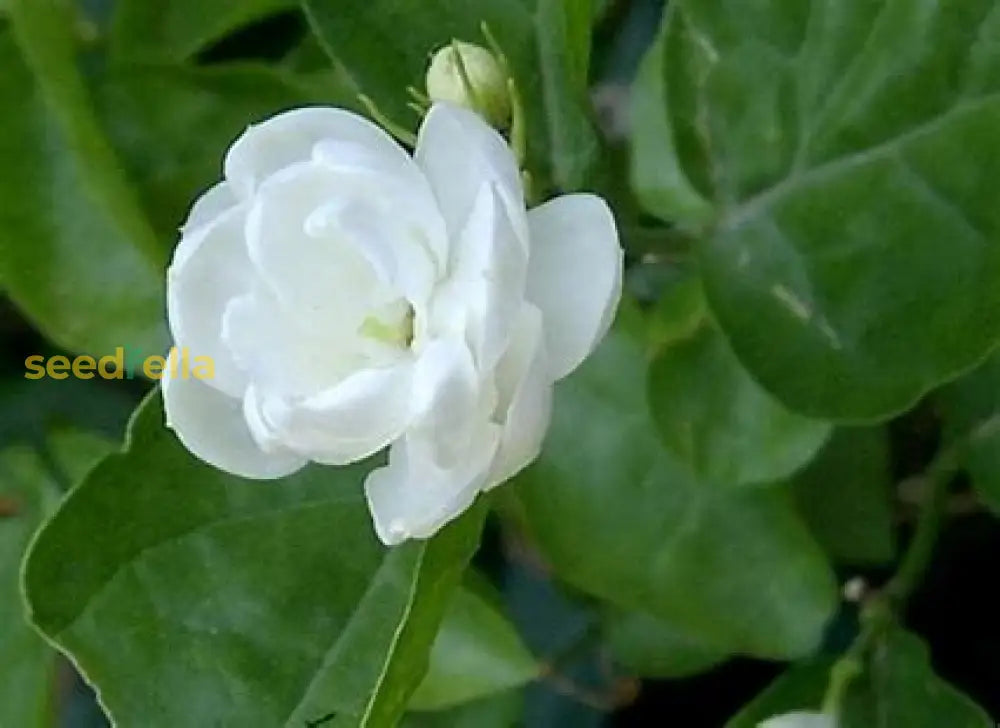 White Jasminoides Flower Seeds For Planting Plant Seeds