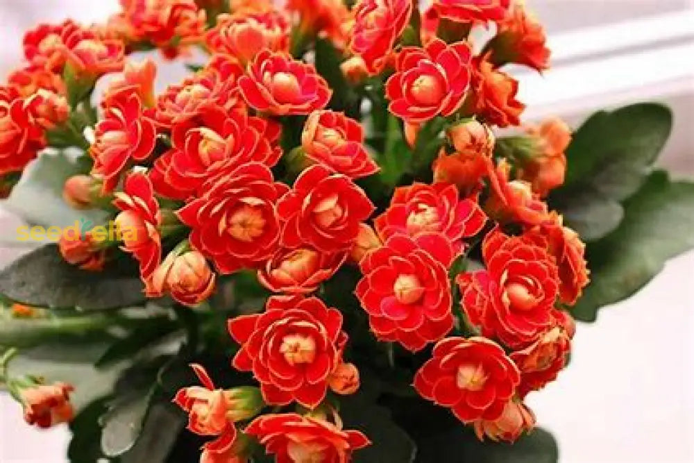 White Kalanchoe Flower Seeds For Easy Planting Plant Seeds