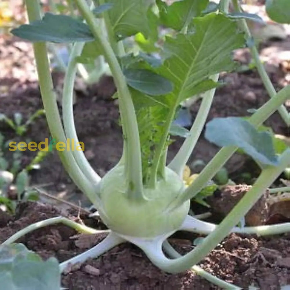 White kohlrabi plants growing in garden