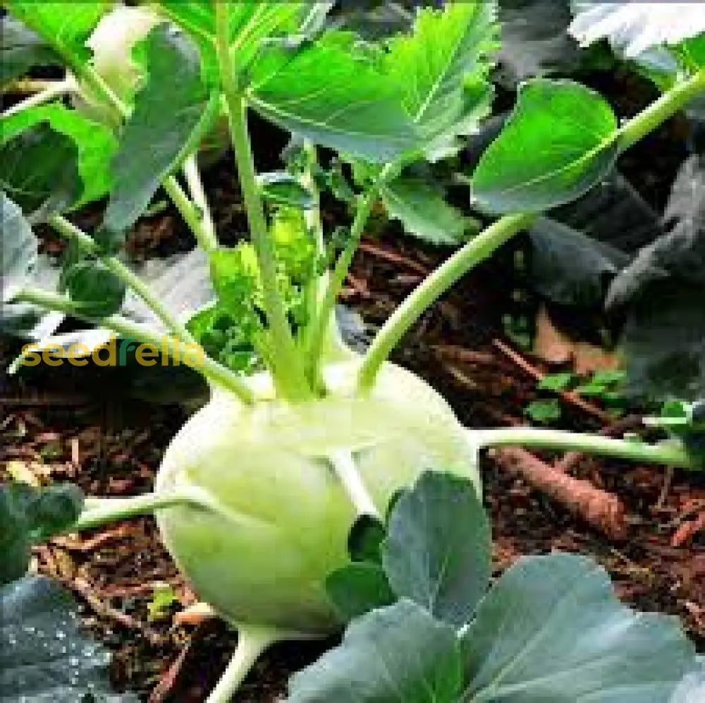 High quality White kohlrabi seeds closeup