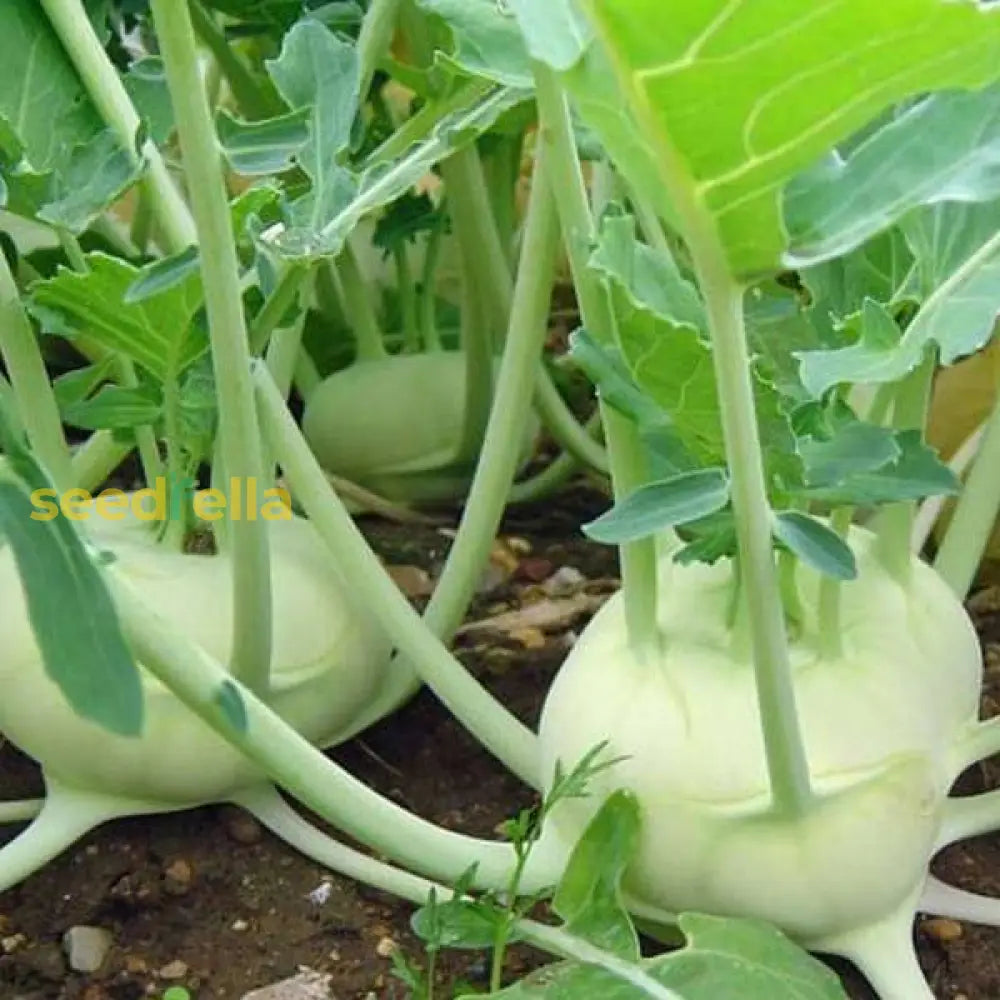 White kohlrabi seeds for planting non GMO