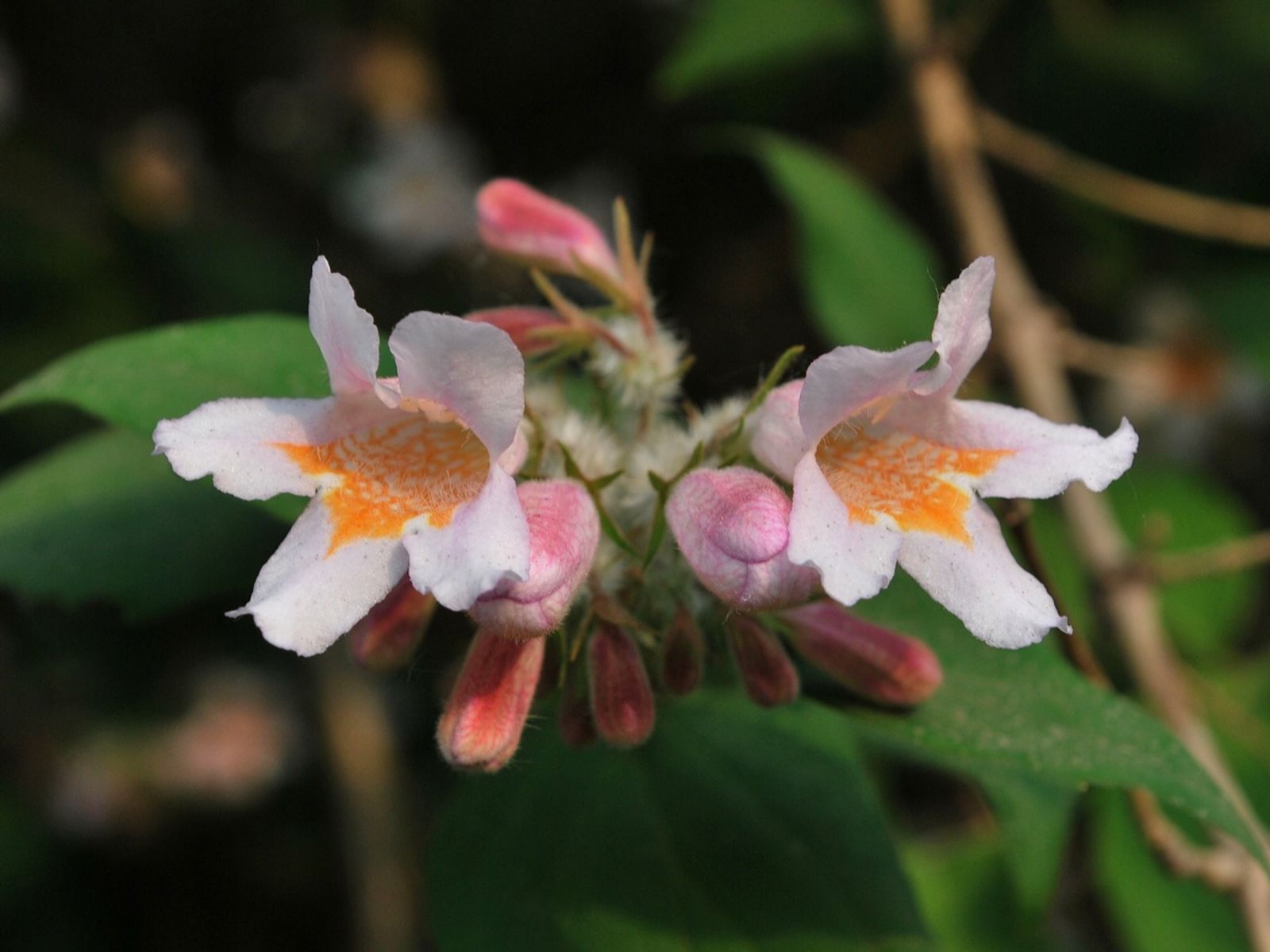 White Kolkwitzia Flower Seeds for Easy Garden Planting