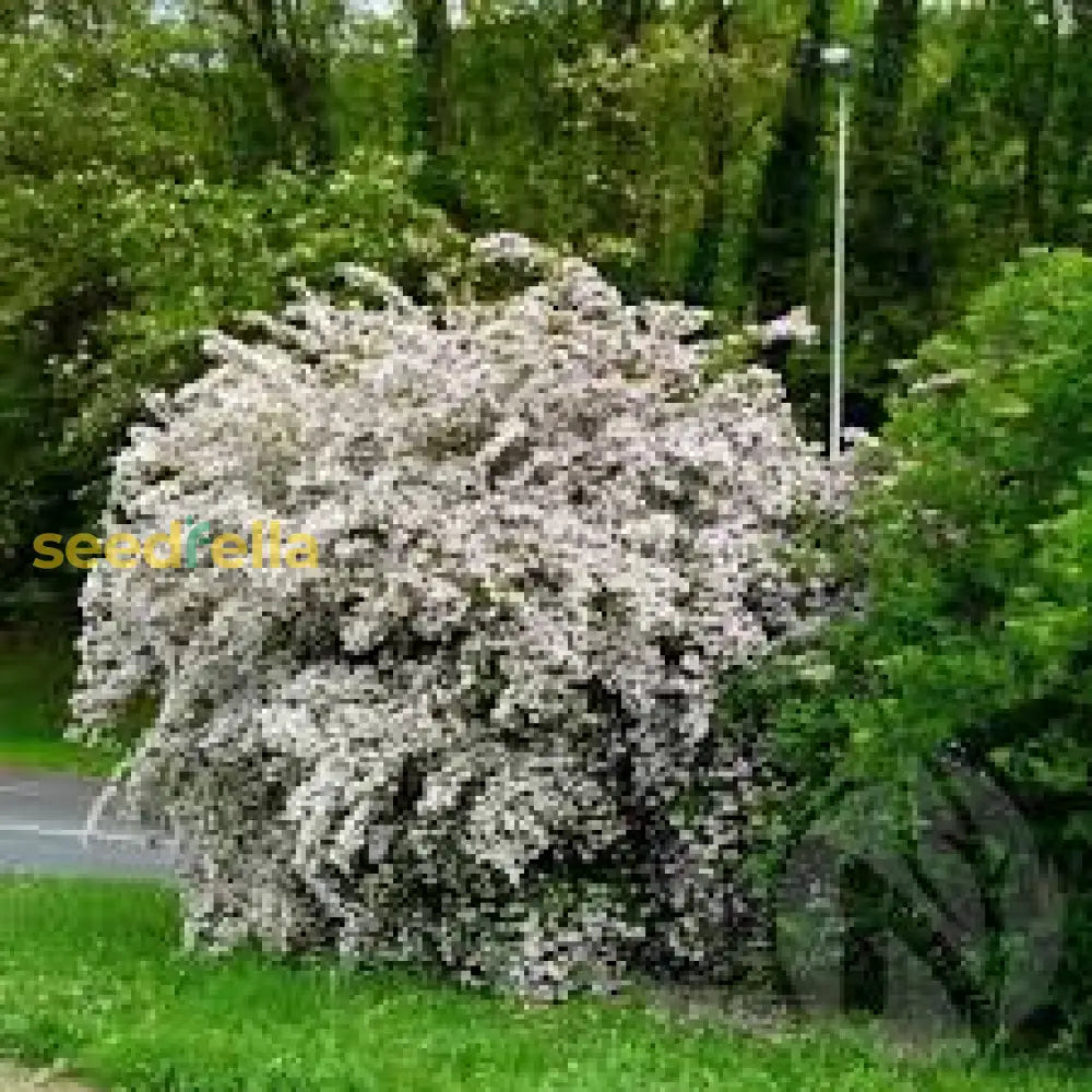 White Kolkwitzia Flower Seeds Planting Guide