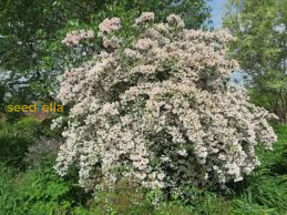 White Kolkwitzia Flower Seeds Planting Guide