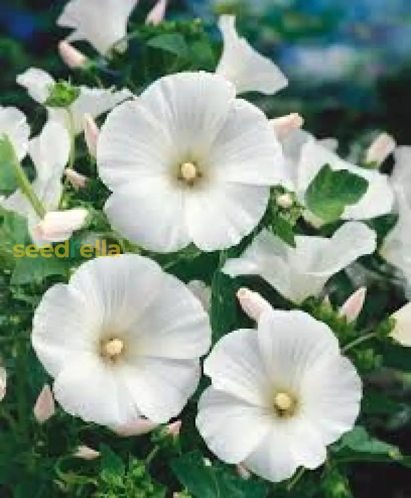 White Lavatera Flower Seeds For Stunning Garden Displays  Seed Beautiful Blossoms And Easy Care