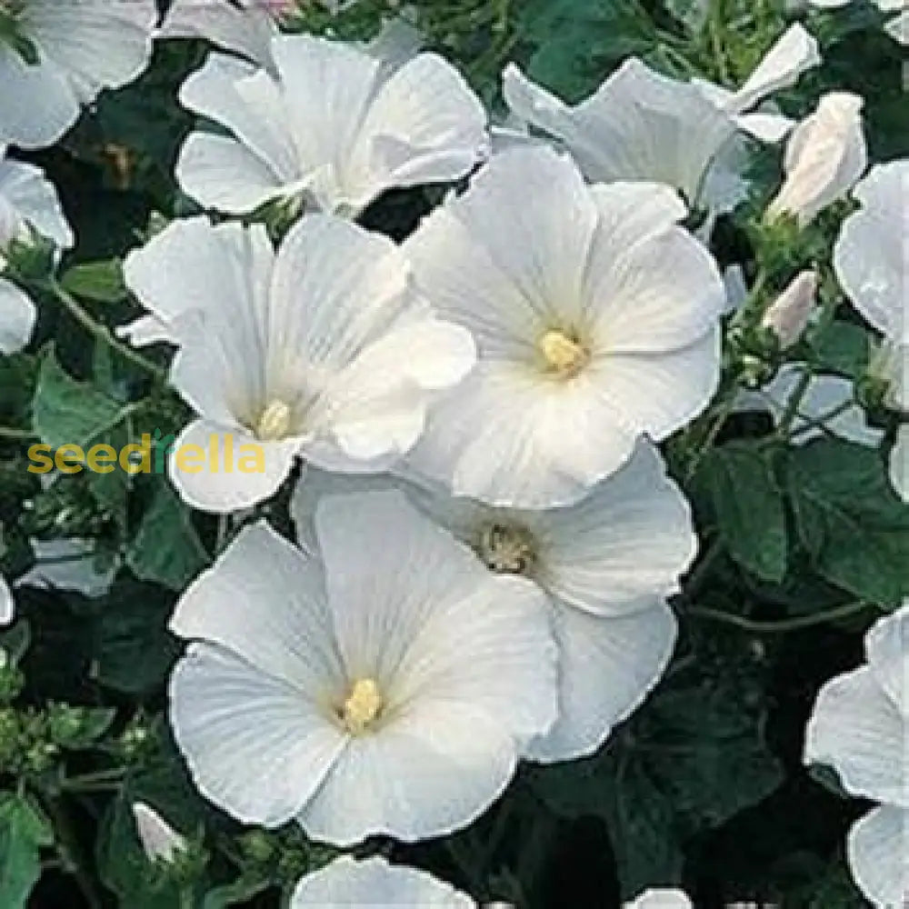 White Lavatera Flower Seeds For Stunning Garden Displays  Seed Beautiful Blossoms And Easy Care