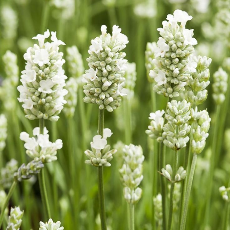 White Lavender Flower Seeds