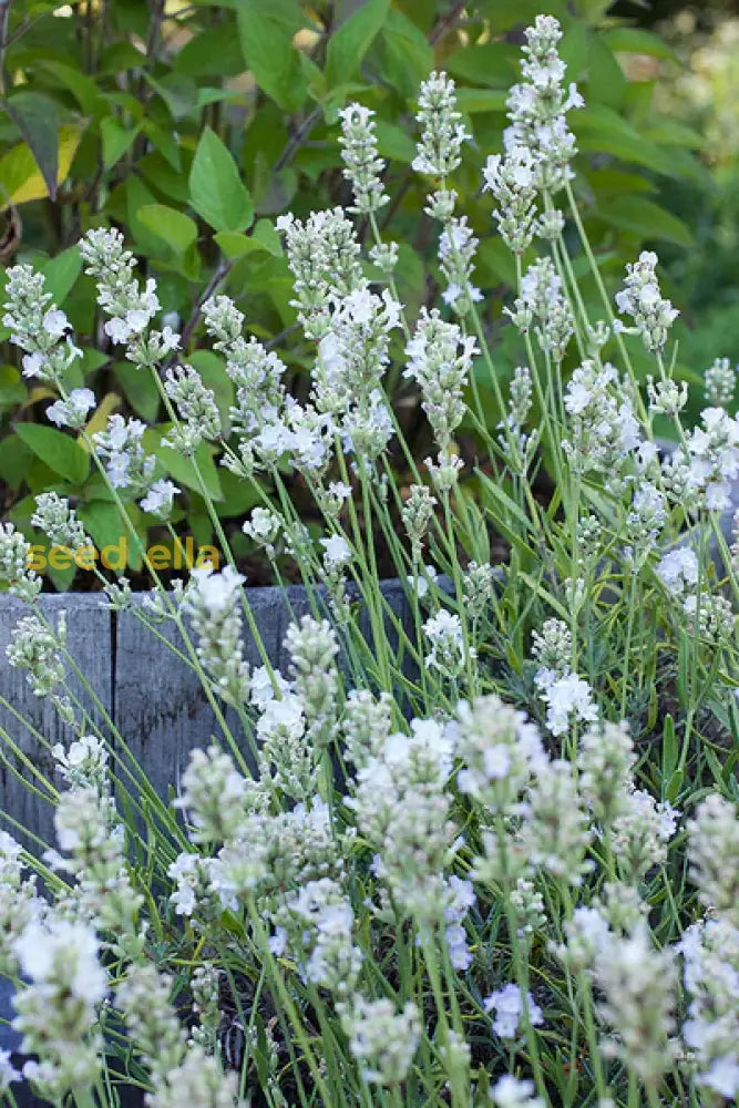 White Lavender Flowers For Elegant Gardens - Seeds Delightful Scented Blooms Flower