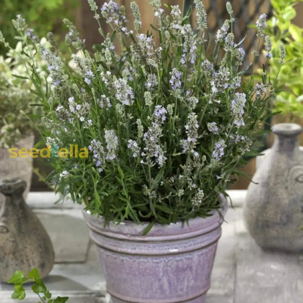 White Lavender Flowers For Elegant Gardens - Seeds Delightful Scented Blooms Flower