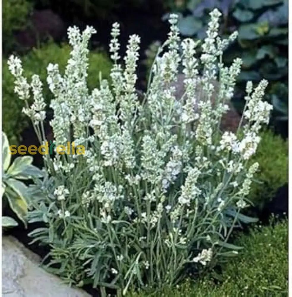 White Lavender Seeds For Planting - Enhance Your Garden With Stunning Flowers Flower