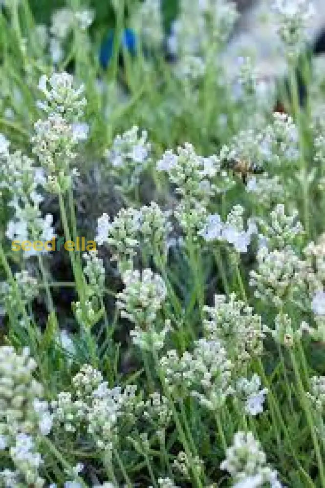 White Lavender Seeds For Planting - Enhance Your Garden With Stunning Flowers Flower