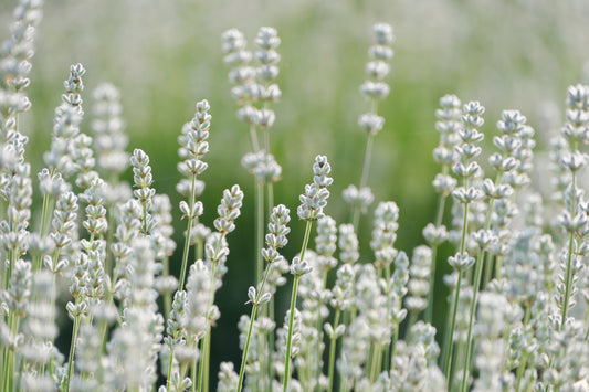 White Lavender seeds Lavandula angustifolia producing bright white blooms