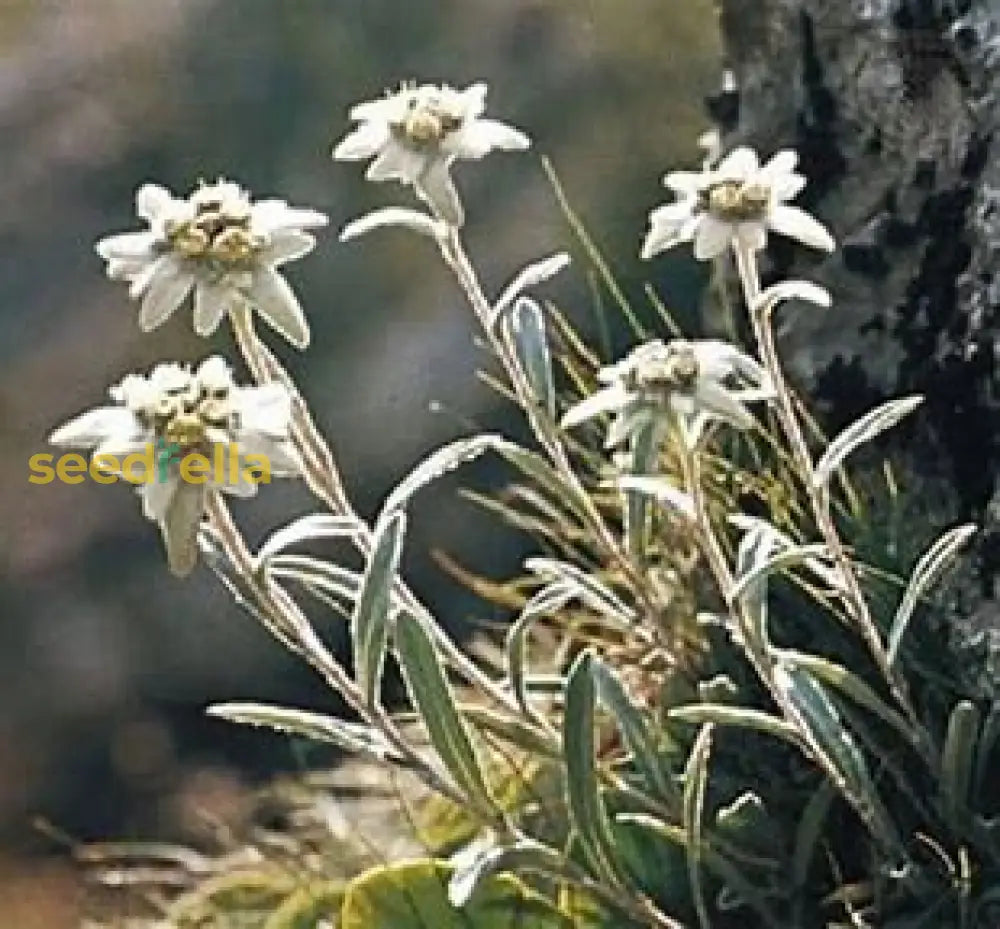 White Leontonpodium Flower Seeds For Planting Plant Seeds