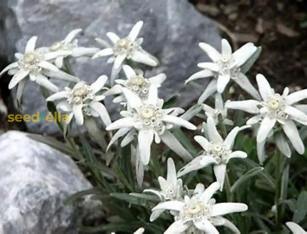 White Leontonpodium Flower Seeds For Planting Plant Seeds