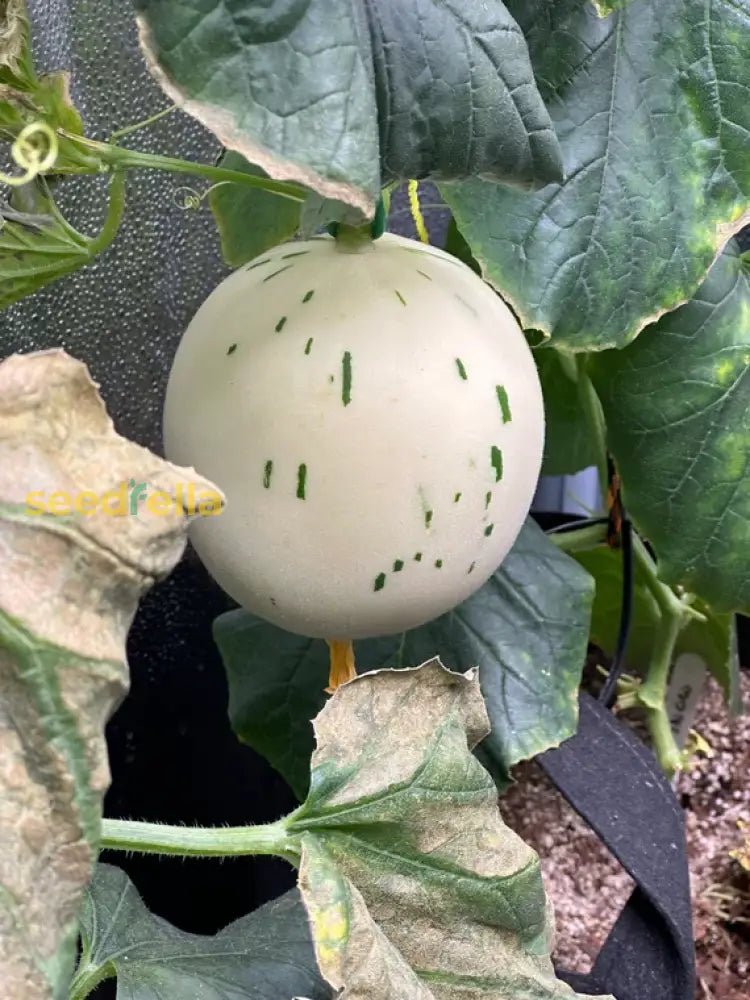 Unique White Leopard Melon seeds for home planting