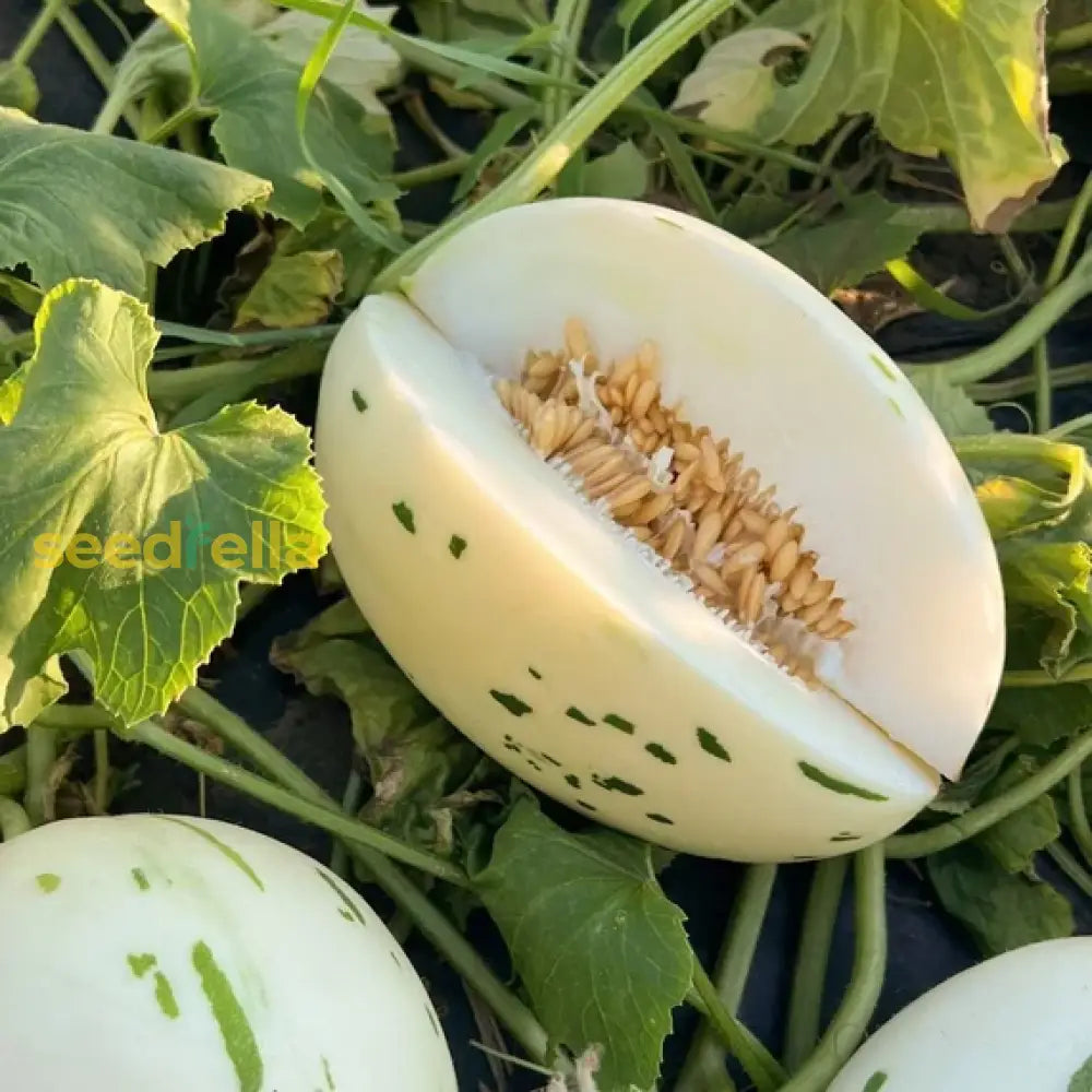 White Leopard Melon Vegetable Seeds For Planting - Seed Unique And Flavorful Harvests In Your