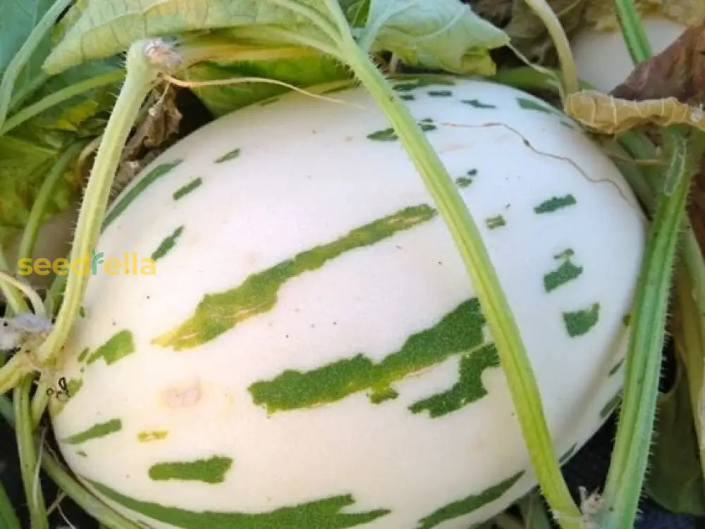 White Leopard Melon Vegetable Seeds For Planting - Seed Unique And Flavorful Harvests In Your