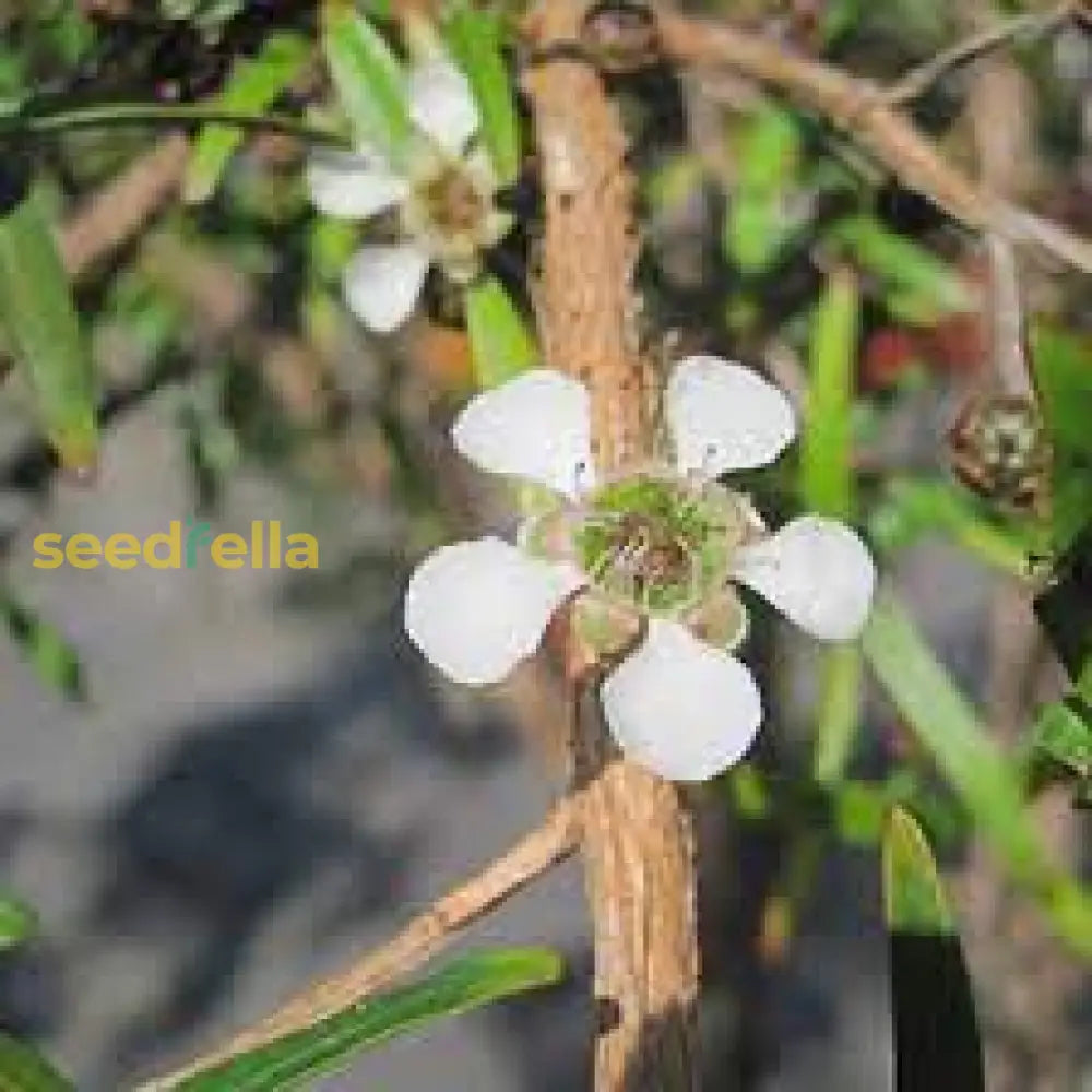 White Leptospermum Citratum Tree Planting  Seed For Beautiful Growth And Fragrant Blooms In Your