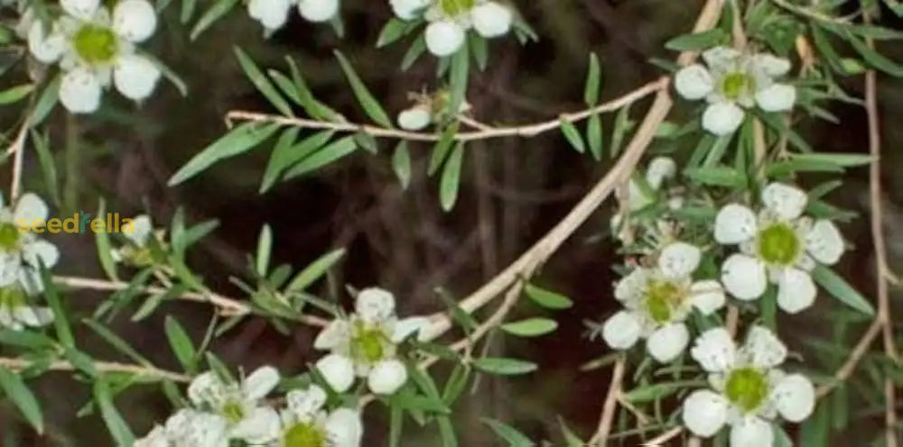 White Leptospermum Citratum Tree Planting  Seed For Beautiful Growth And Fragrant Blooms In Your