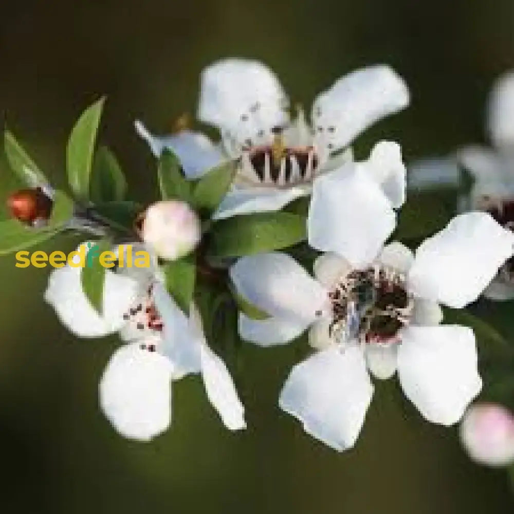 White Leptospermum Scoparium Tree Planting - Seeds For Elegant And Hardy Growth In Your Garden