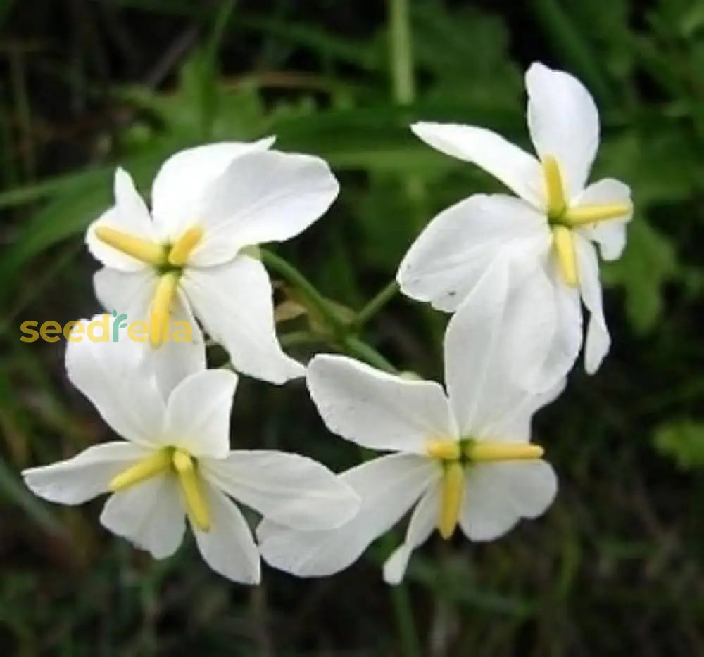 White Leucocoryne Appendiculata Flower Seeds For Planting