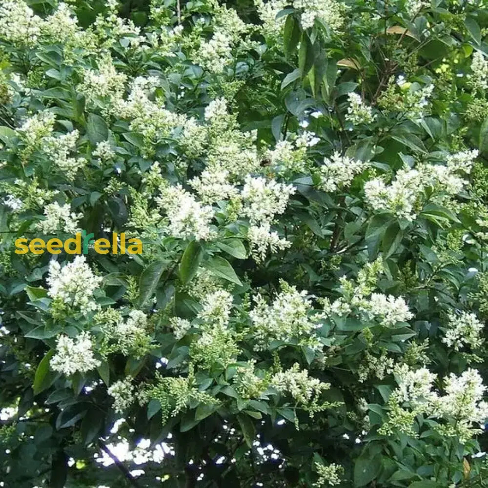 White Ligustrum Flower Planting  Seeds For Lush Foliage And Fragrant Blooms In Your Garden