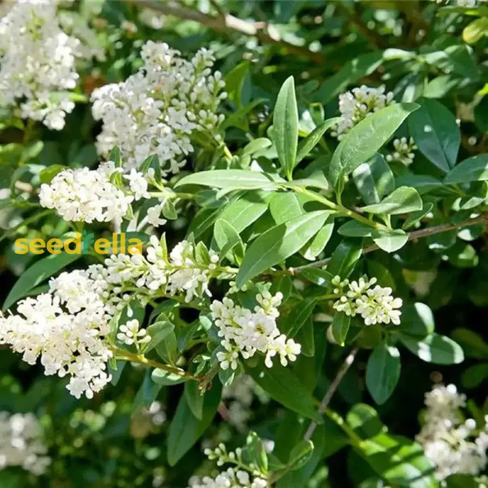 White Ligustrum Flower Planting  Seeds For Lush Foliage And Fragrant Blooms In Your Garden