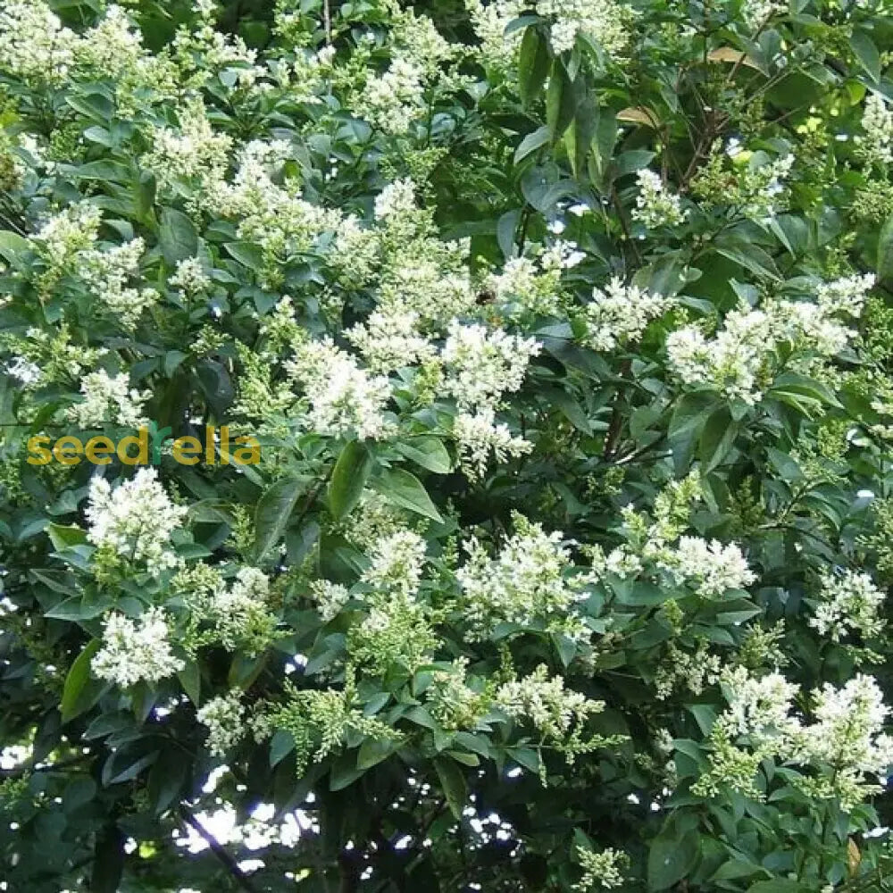 White Ligustrum Flower Planting  Seeds For Lush Foliage And Fragrant Blooms In Your Garden