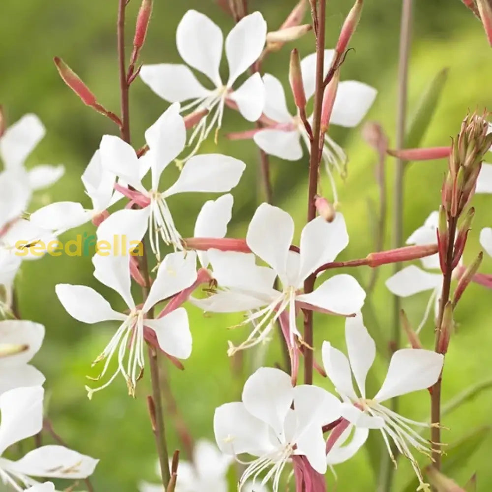 White Lindheimeri Flowers In Your Garden  Seeds For Flourishing Blooms Flower