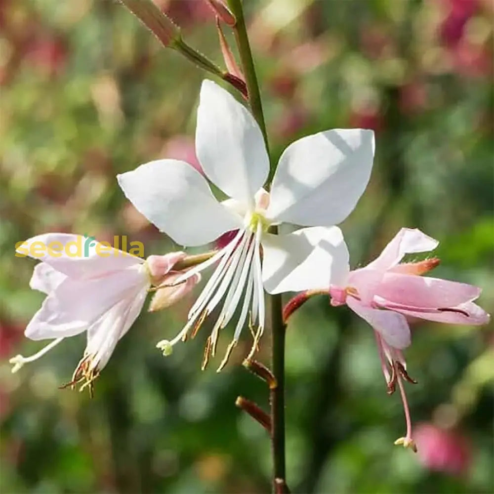 White Lindheimeri Flowers In Your Garden  Seeds For Flourishing Blooms Flower