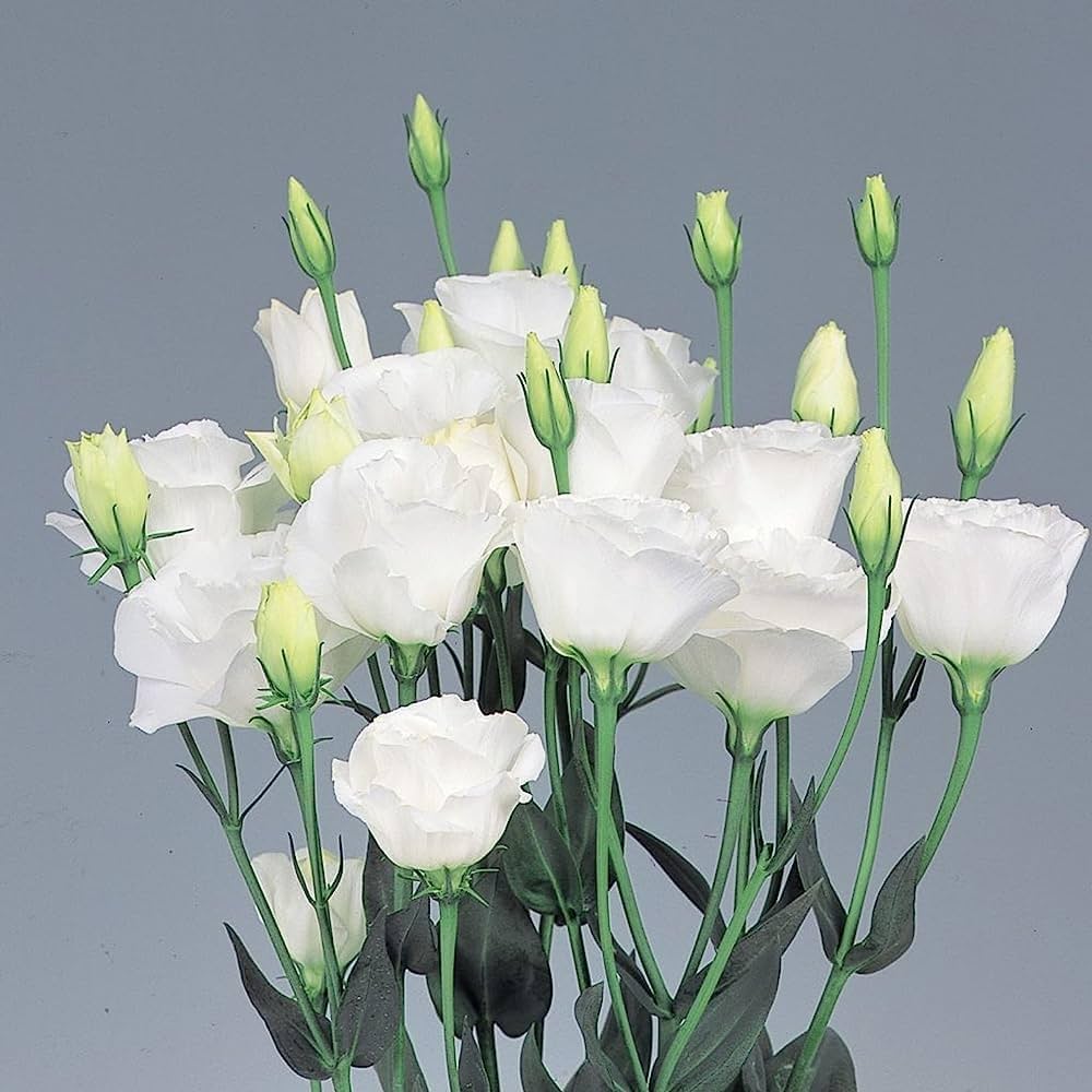 White Lisianthus Flower Seeds for Planting and Gardening