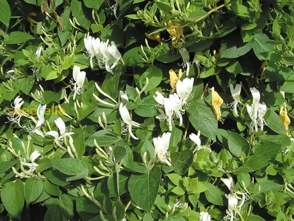 White Lonicera Japonica Plant Seeds For Planting  Seed Elegant Blossoms Ideal Garden And